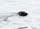 SFO2013 (11)  Suspicious sea lion